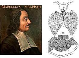 Marcello Malpighi