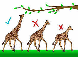 What even is the theory of evolution through natural selection?