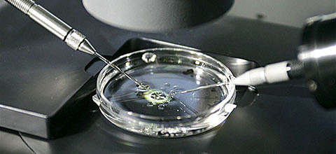 Nuevas formas de concepción