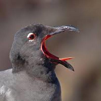 Timeline: Evolución tecnológica de Dayana Hristova