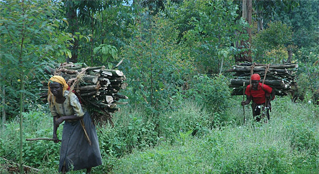 Gestión conjunta forestal en Gujarat, India: un ejemplo de desarrollo comunitario exitoso por D. D. Tewri y A. G. Isemonger