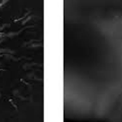 Timeline: Desarrollo Prenatal Desde la concepción hasta el nacimiento