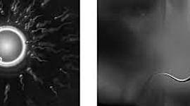 Timeline: Desarrollo Prenatal Desde la concepción hasta el nacimiento