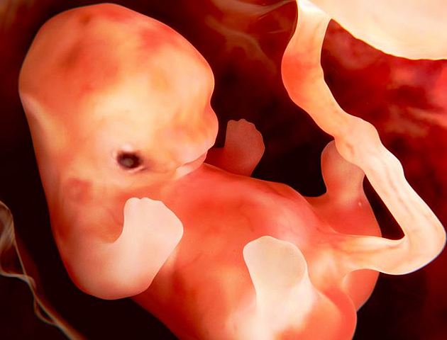 Periodo embrionario (3-8 semana)