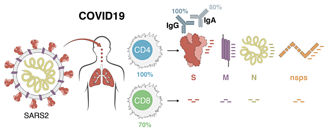 Secuencia genética del covid-19