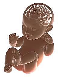 DESARROLLO CEREBRAL