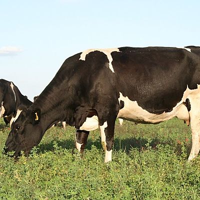 Timeline: proceso productivo de cria