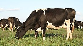 Timeline: proceso productivo de cria