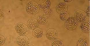 1,000 millones de años (vida multicelular)