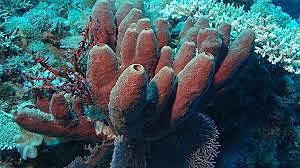 600 millones de años (animales simples)