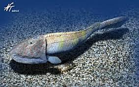 500 millones de años (peces y protoanfibios)