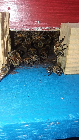 Obtuve mi insectos de miela