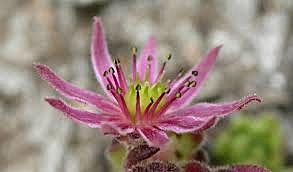 130 millones de años (flores)