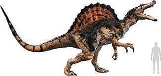 65 millones de años ( extinción de dinosaurios no aviares)