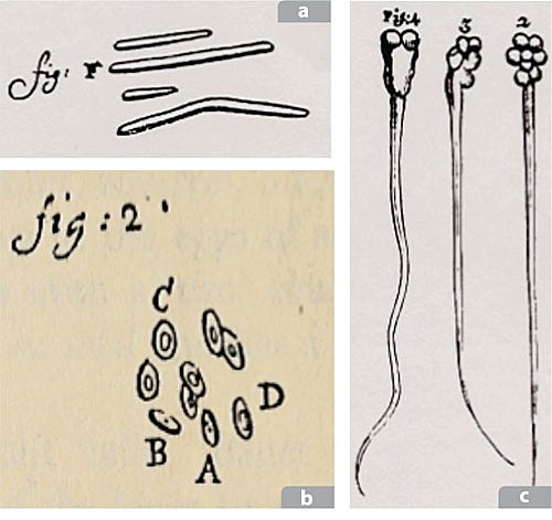 Primera vez que se vieron las celulas