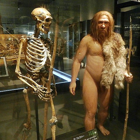25.000 años (extinción de los neandertales)