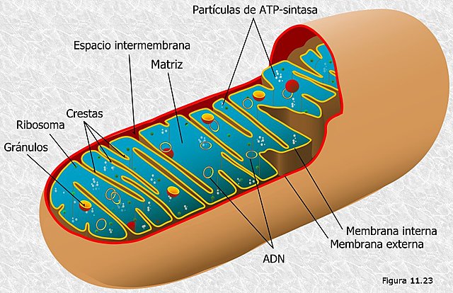 FINALES DEL SIGLO XIX