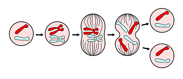 CROMATINA Y MITOSIS