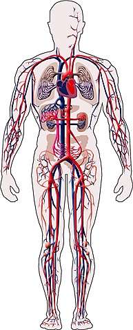 TALLER SISTEMA CIRCULATORIO//SEMANA 5