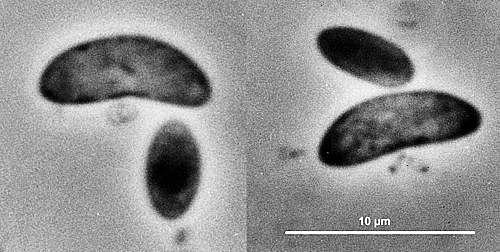 Anton van Leeuwenhoek