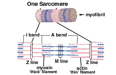 Anton van Leeuwenhoek