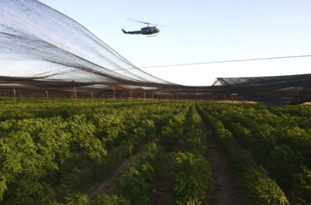 SE DESCUBREN 120 HA DE MARIGUANA EN B.C