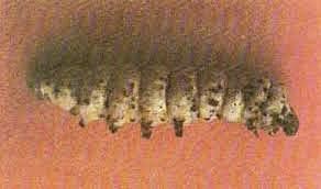 Papel de los microorganismos en las enfermedades infecciosas: Pebrina