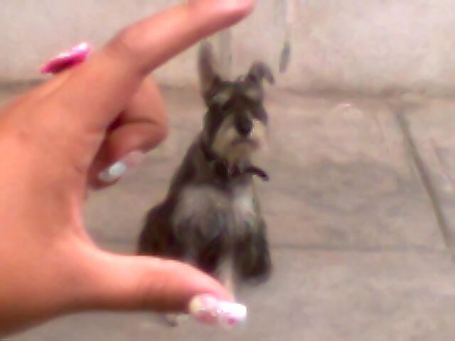 Recibi a mi perro Adolfo