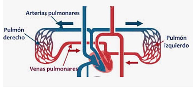 Descobriment de la sang
