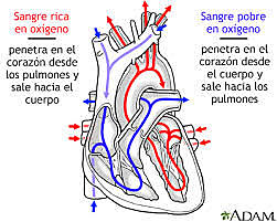 El descubriment de la circulació de la sang