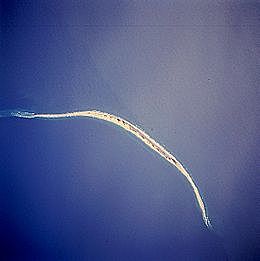 Colonisation de l'île de Sable.