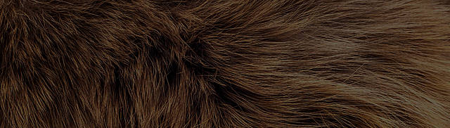 Financement d'expéditions pour aller chercher des fourrures et du poisson