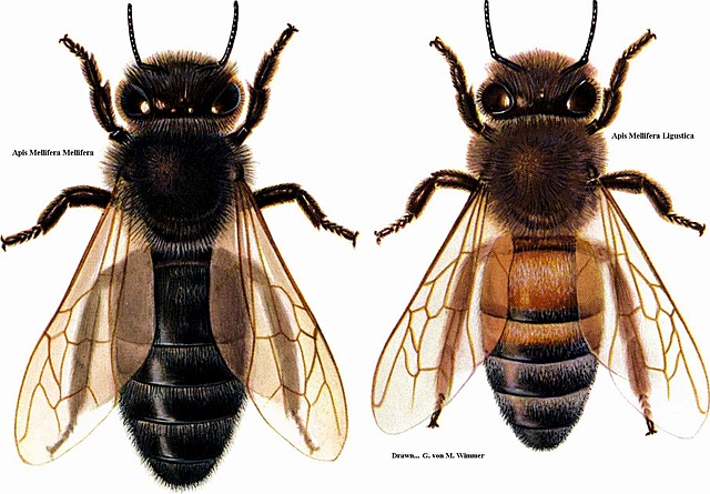 1959: Karl Kehrle genera un hibrido conocido como la abeja “Buckfast”