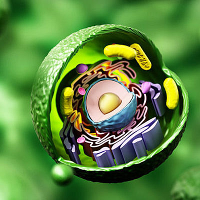 Timeline: científicos  que descubrieron las células