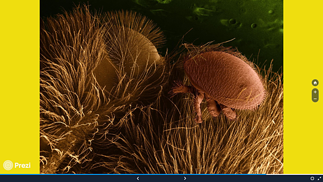 2003: los Ácaros de Varroa resistentes a los antibióticos se reproducen rápidamente