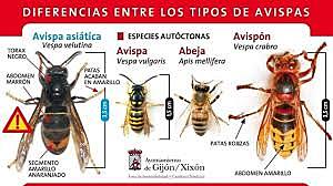 2013: Noreste de China amenazada por la gran reproducción y colonización de la Avispa Gigante que amenaza las poblaciones de abejas remanentes.