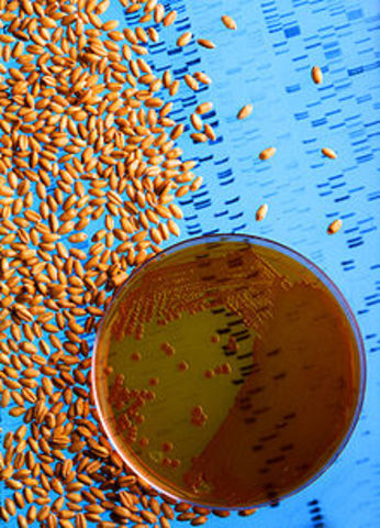 Genetic Engineering is first used on bacteria