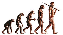 Timeline: La evolución del hombre.