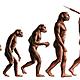 Evolucion