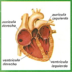 taller de la circulación