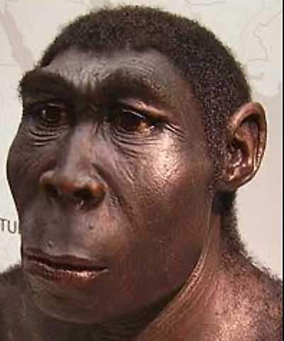 Homo erectus
