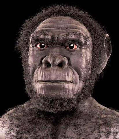 Homo habilis