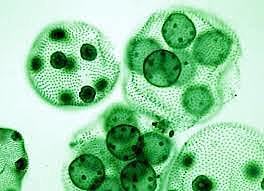 Vida multicelular Mil millones de años