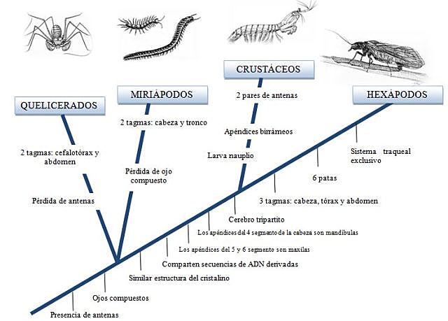 artrópodos 570 millones de años