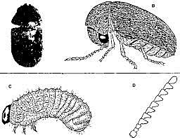 insectos y semillas 400 millones de años
