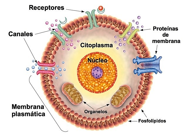 Descripción del núcleo animal