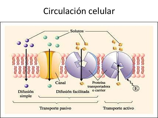 S. Circulación en las células