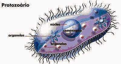 Carl Theodor Von Siebold