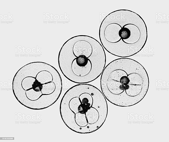 Carl Theodor Von Siebold