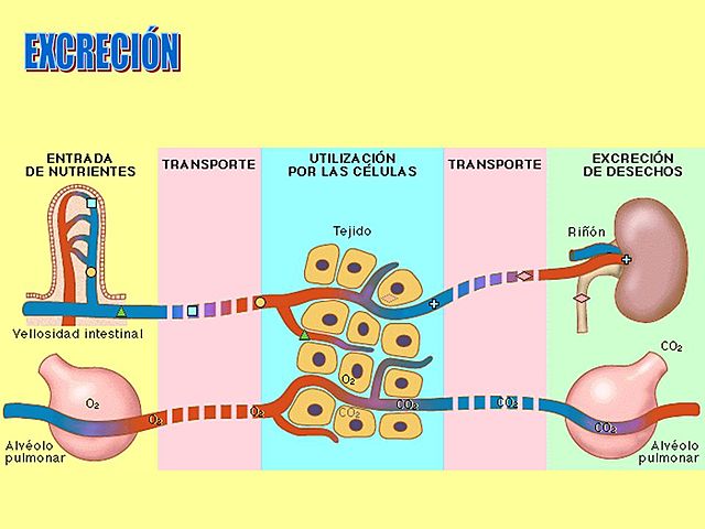 Desechos Metabólicos